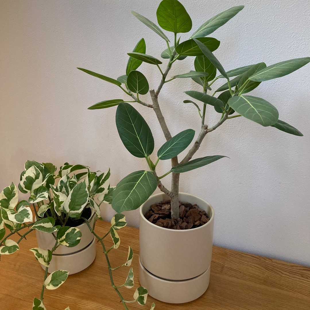 イオンモール川口】観葉植物にもおすすめ！磁器鉢のご紹介｜ 無印良品