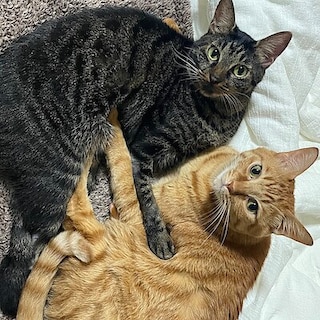 【須磨パティオ】 2月22日は猫の日。心地よさを考えた猫のアイテムのご紹介