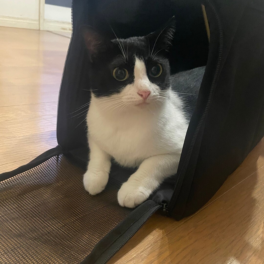 猫がバッグに入っている画像