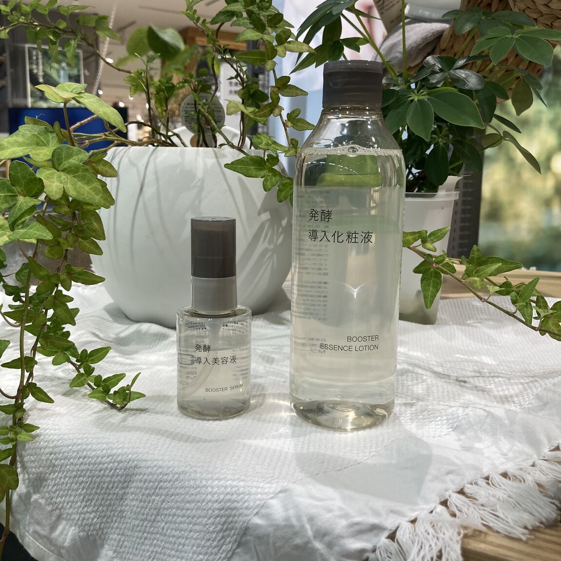 発酵導入