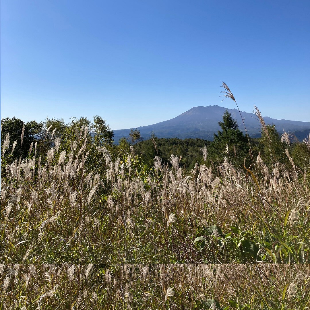 ススキからの御岳