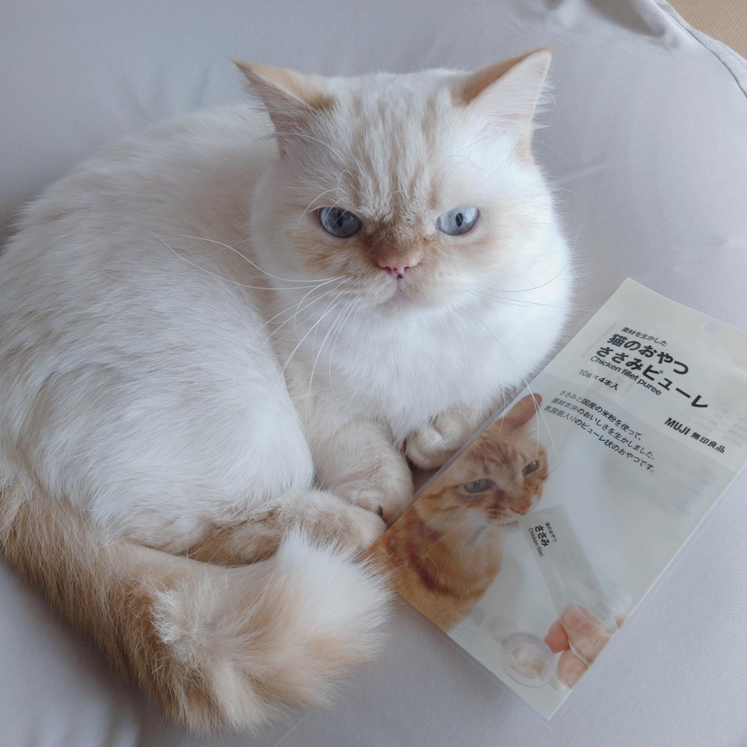ねこのおやつとごはんが登場