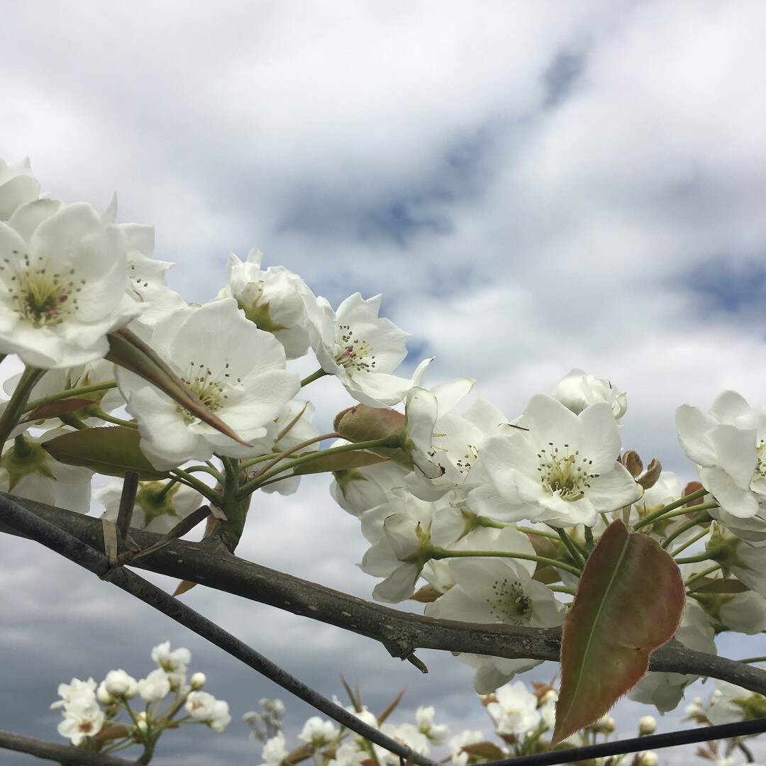 梨の花