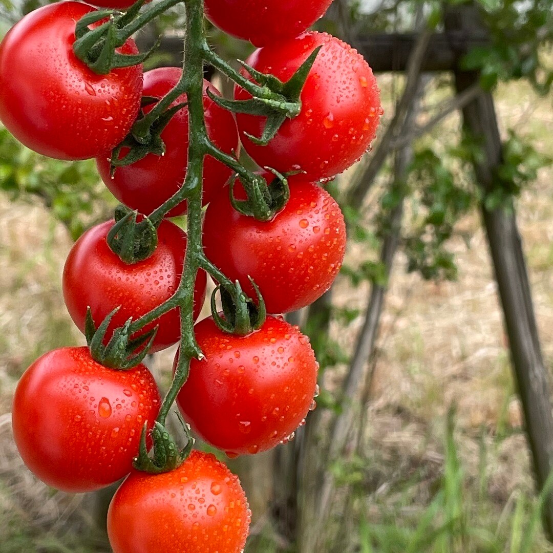 【則武新町】週末限定”房どれミニトマト”の販売を開始します！
