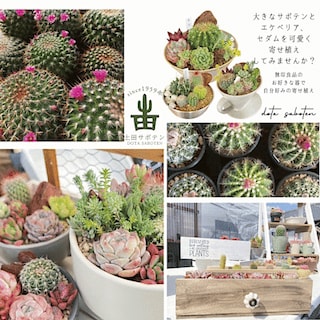 【イーアス春日井】土田サボテン園主催『花付きサボテンと紅葉多肉植物の寄せ植えワークショップ』
