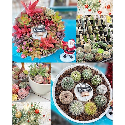 【イーアス春日井】『冬特価企画‼︎クリスマス＆お正月に飾れるサボテン・多肉植物のリース＆寄せ植えワークショップ』