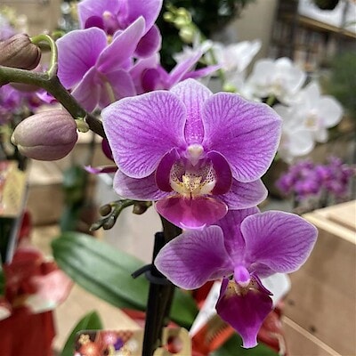 【イーアス春日井】胡蝶蘭が入荷しました