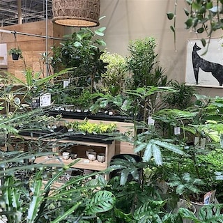 【イーアス春日井】新生活におすすめのグリーン