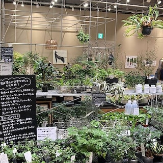 【ヨロッカ春日井】グリーンが入荷しました