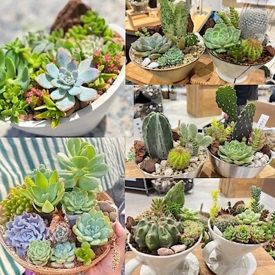 【イーアス春日井】『紅葉真っ盛りの多肉植物とサボテンを組み合わせてお洒落なボリュームたっぷりの可愛い寄せ植えを作ろう！』