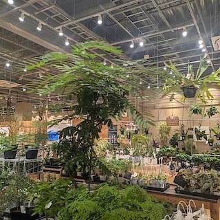 【ヨロッカ春日井】グリーンが入荷しました