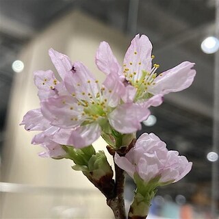 【イーアス春日井】待ち遠しい、春はすぐそこ。