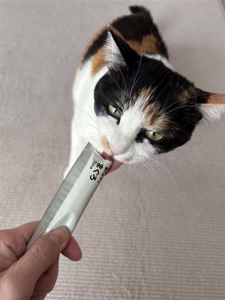 ネコアップ