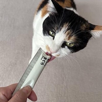 【イオン延岡】愛猫のおやつにいかがでしょうか？