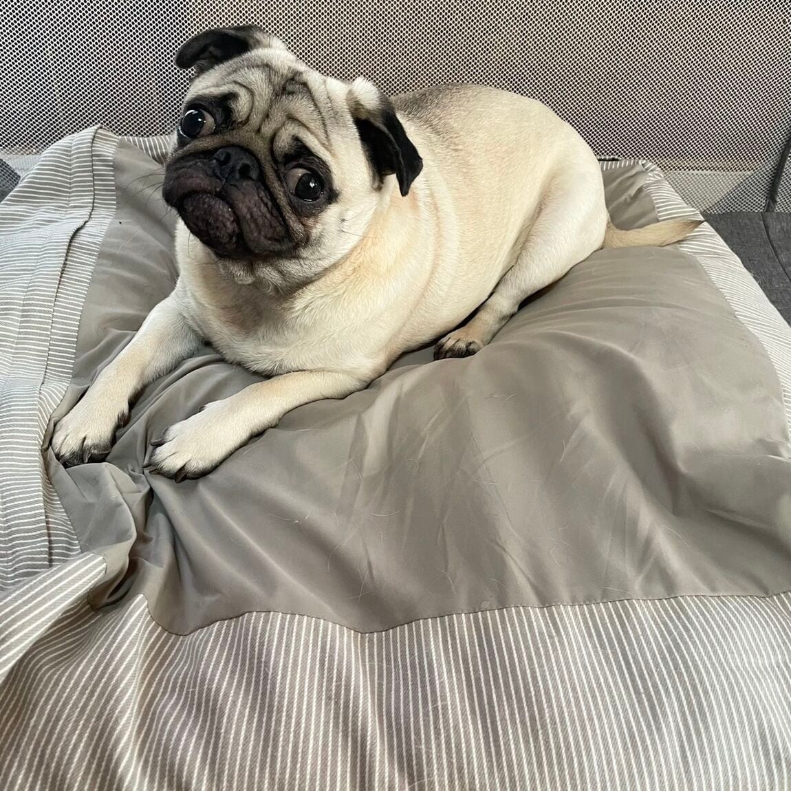 inu