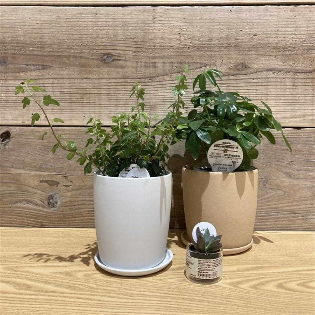 【魚津】新生活にグリーンで癒しの時間を