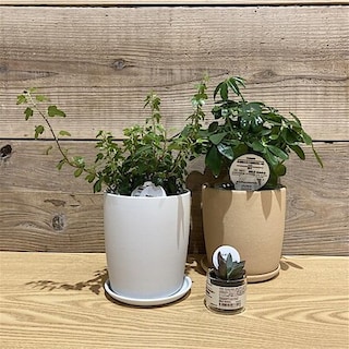 【魚津】新生活にグリーンで癒しの時間を