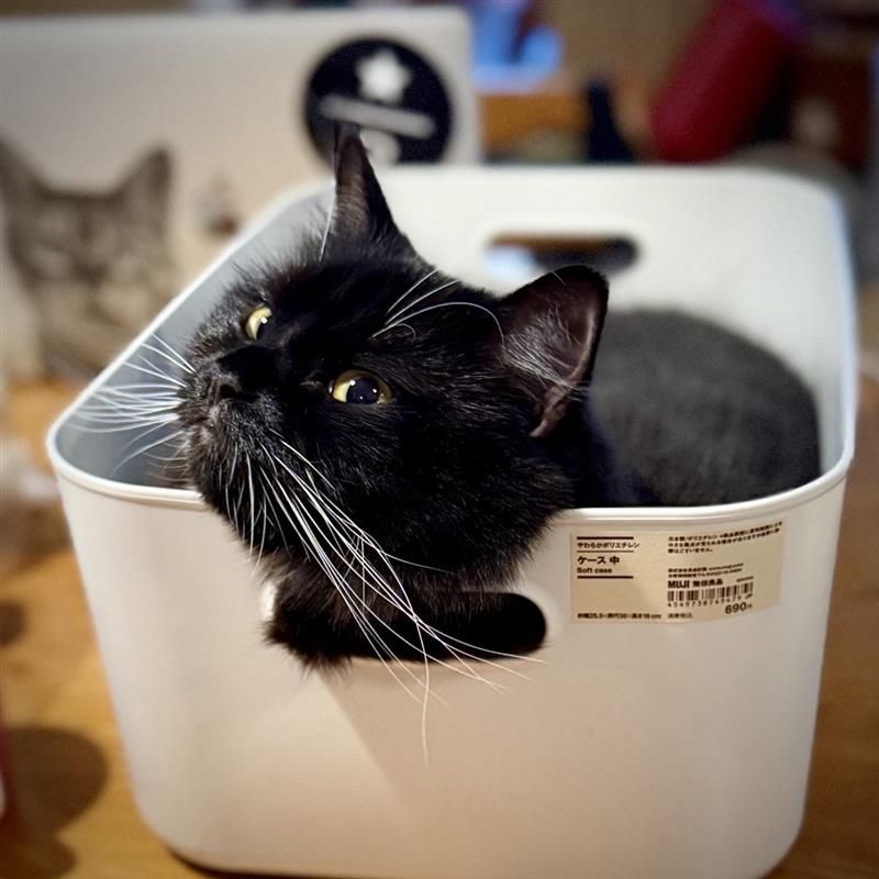 猫との暮らしを楽しむ無印良品のアイテム