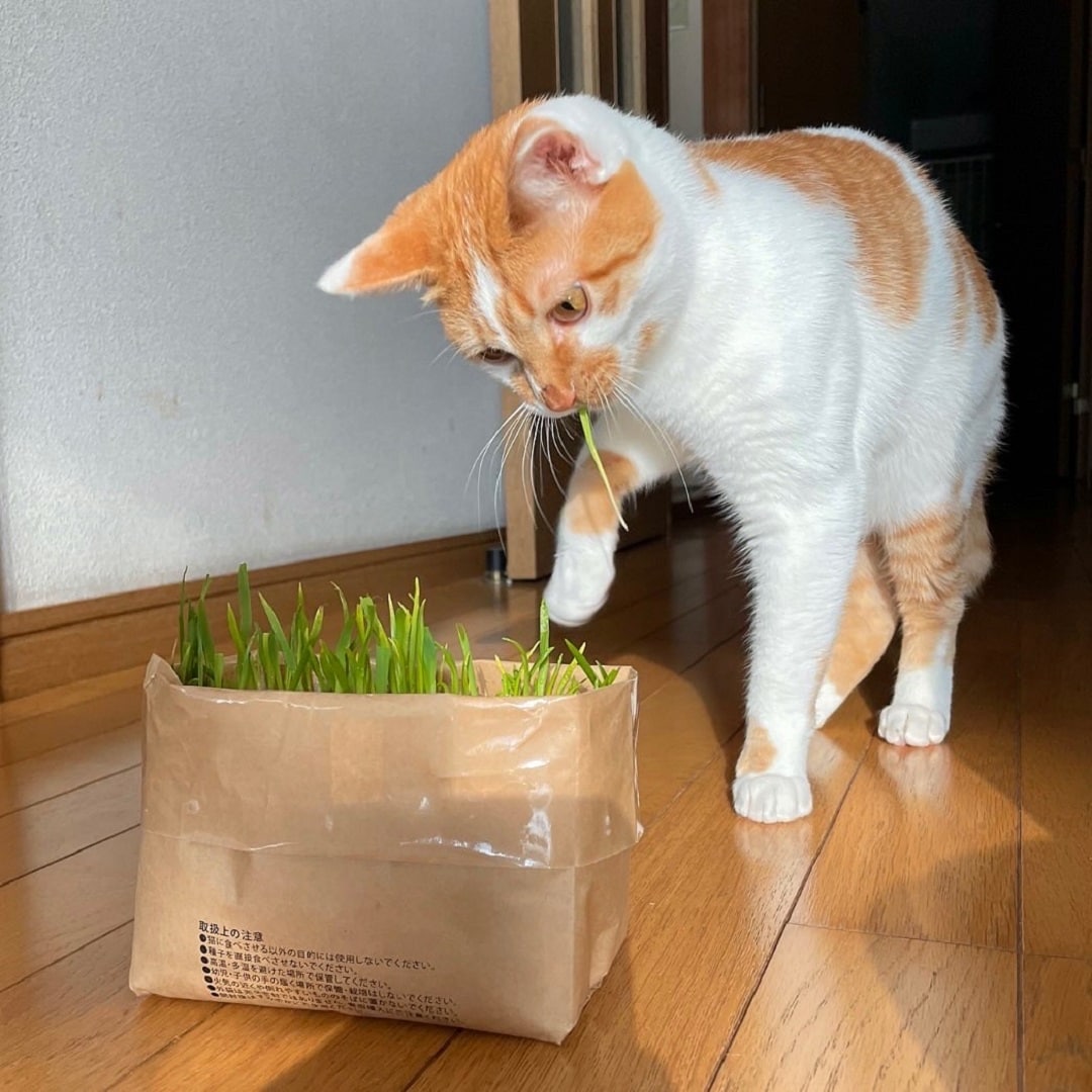 【港南台バーズ】猫ちゃんにいかがでしょうか。 | 無印良品の猫草