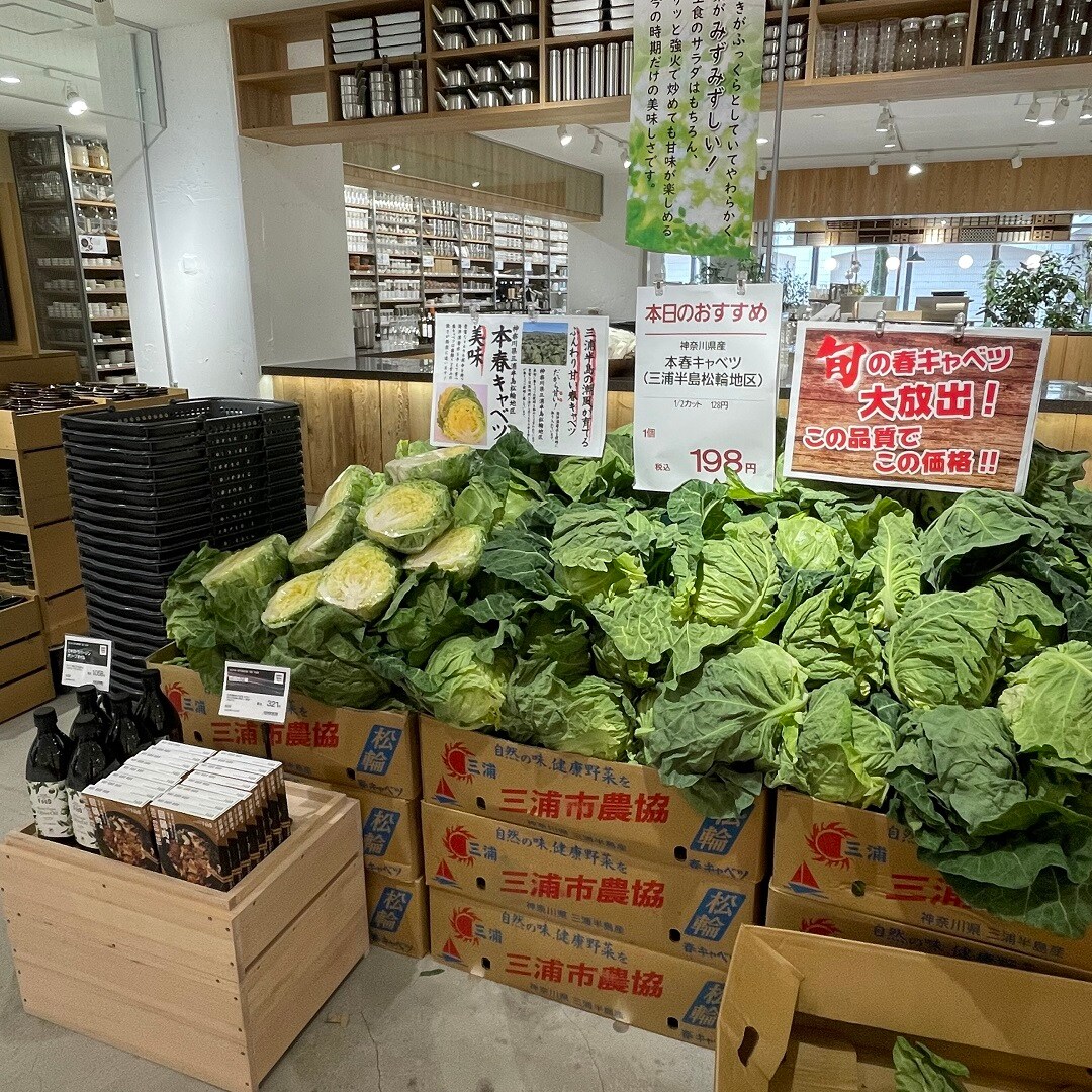 港南台バーズ】 三浦半島松輪産本春キャベツ｜港南台調査隊｜無印良品