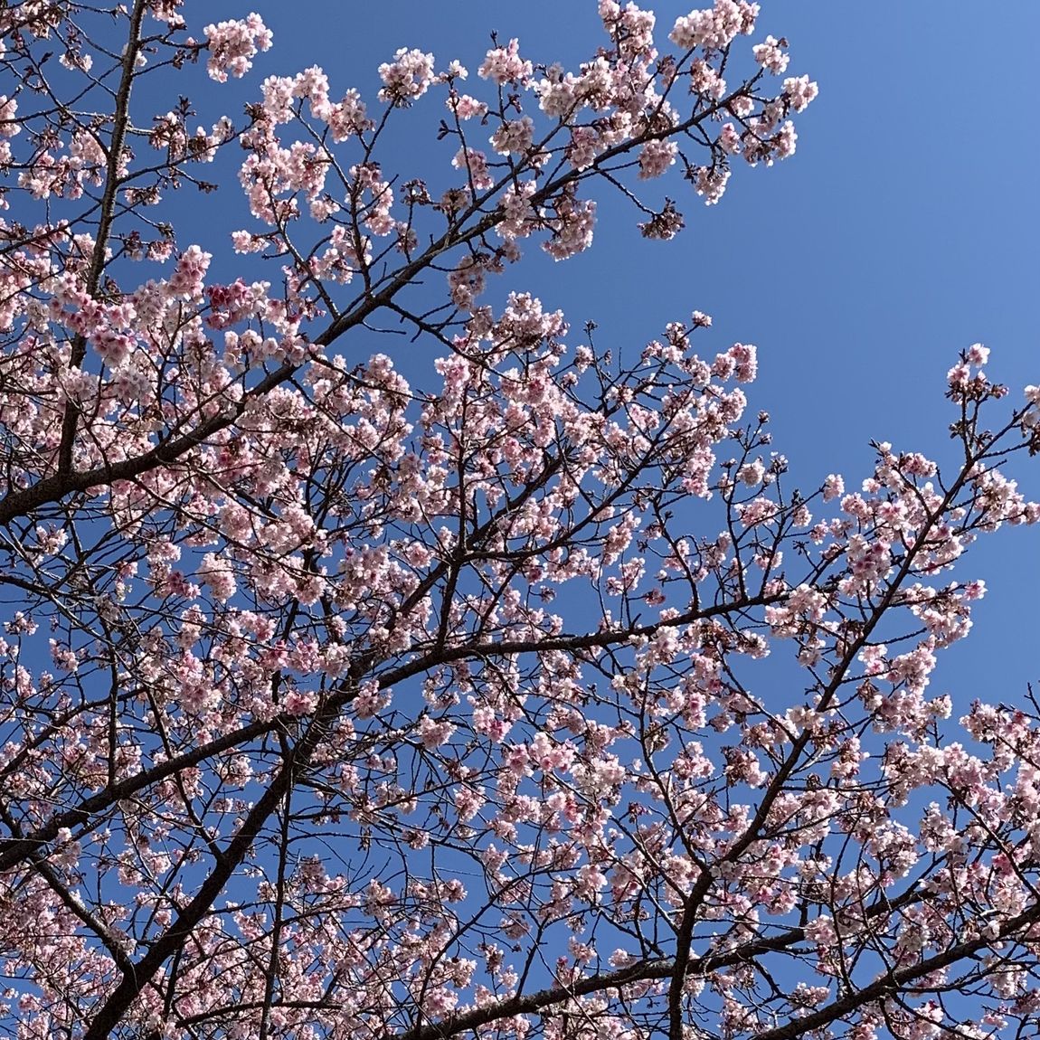 桜20220207-001
