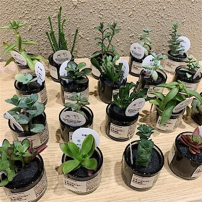【イオンタウン旭】新生活の癒しに。「土を使わない多肉•観葉植物」