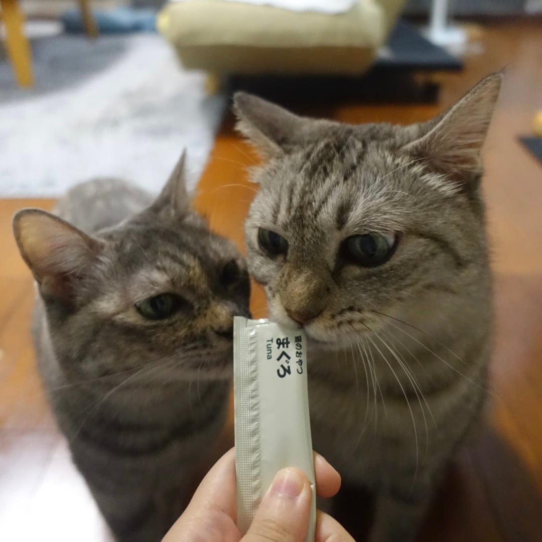 【大丸福岡天神】愛猫におすすめの商品3選
