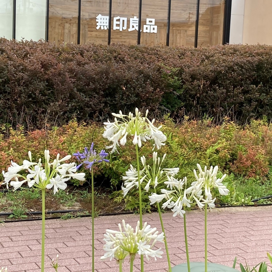 アガパンサスの花