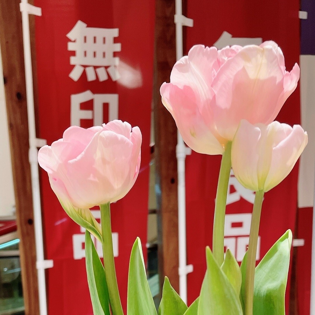 チューリップ