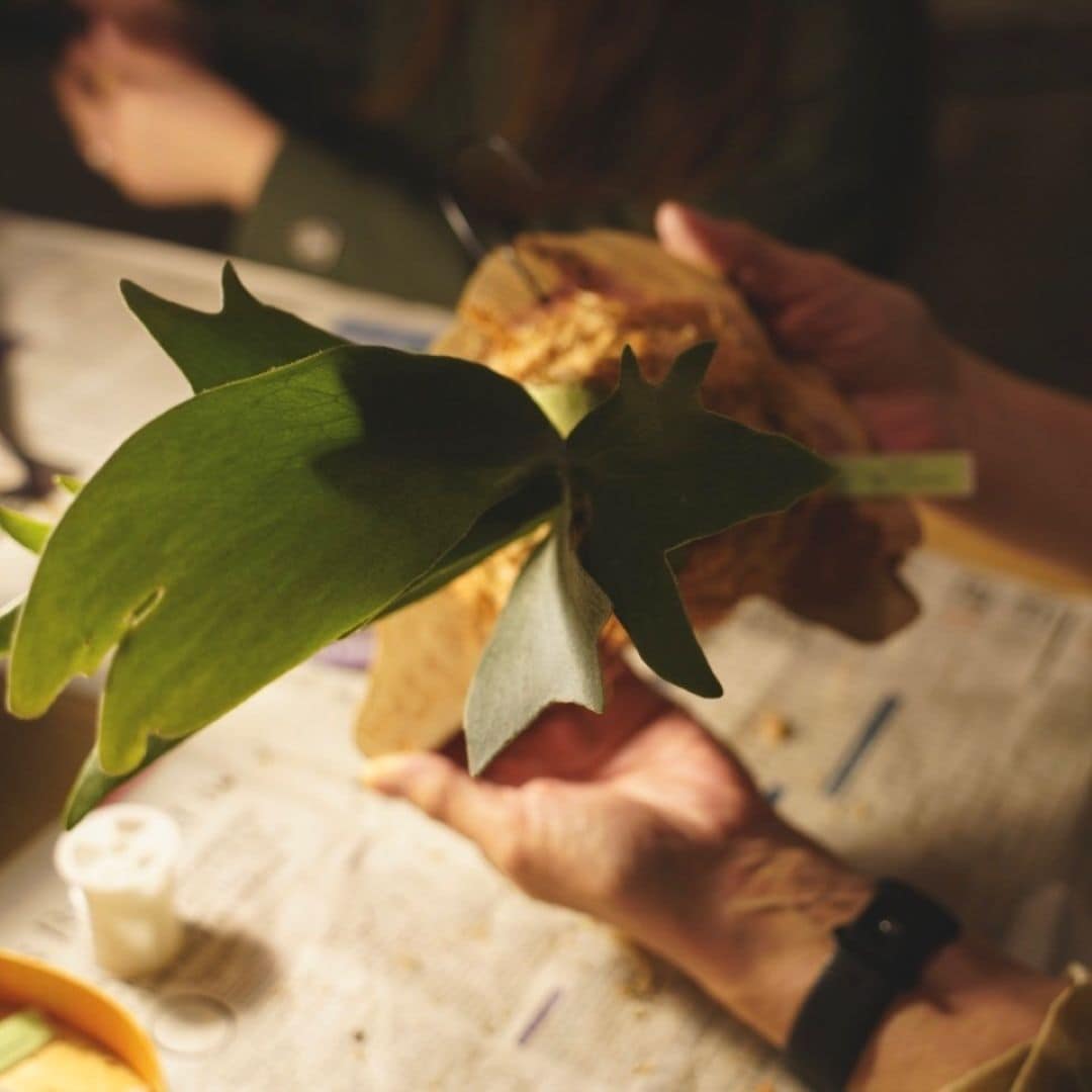 神戸阪急_ビカクシダ