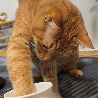 【神戸阪急】ねこの日  2/22 