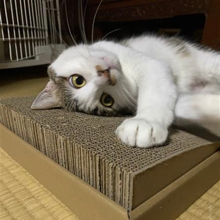 猫ベッド