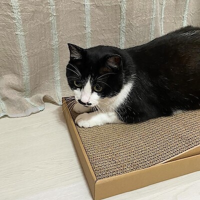 【白山北安田】猫の段ボール爪とぎ新発売