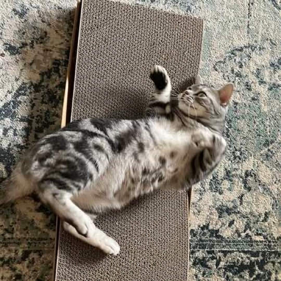 neko