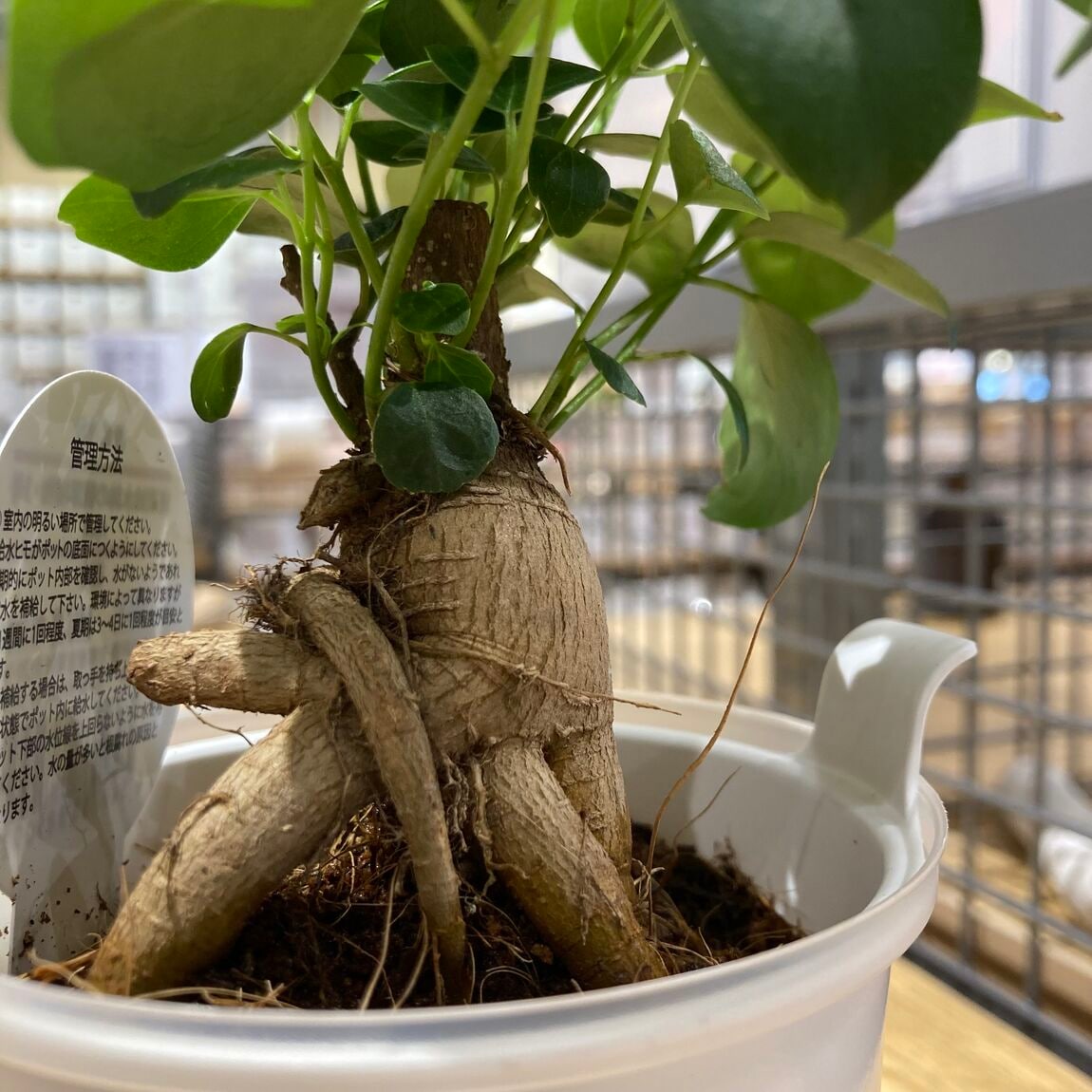 植物の写真