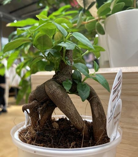 がじゅまるの写真