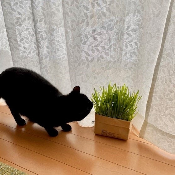 猫草と猫
