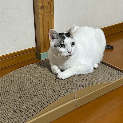 【天神ショッパーズ福岡】 あたらしいペット用品のご紹介