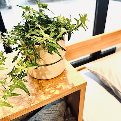 【旭川花咲】暮らしにみどりを｜インテリア