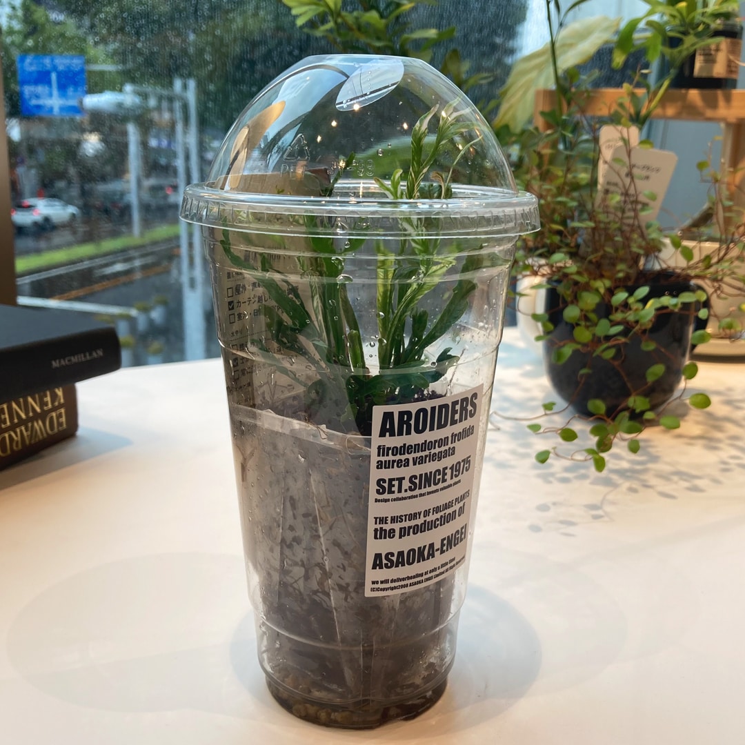 【マルエイガレリア】持ち帰りしやすい植物がたくさん入荷しました。