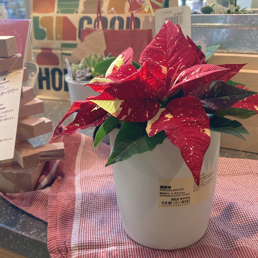 【マルエイガレリア】クリスマスのギフトにもおすすめの植物が入荷しました。