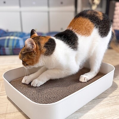 【アルパーク】新商品のペット用爪とぎが入荷しました！