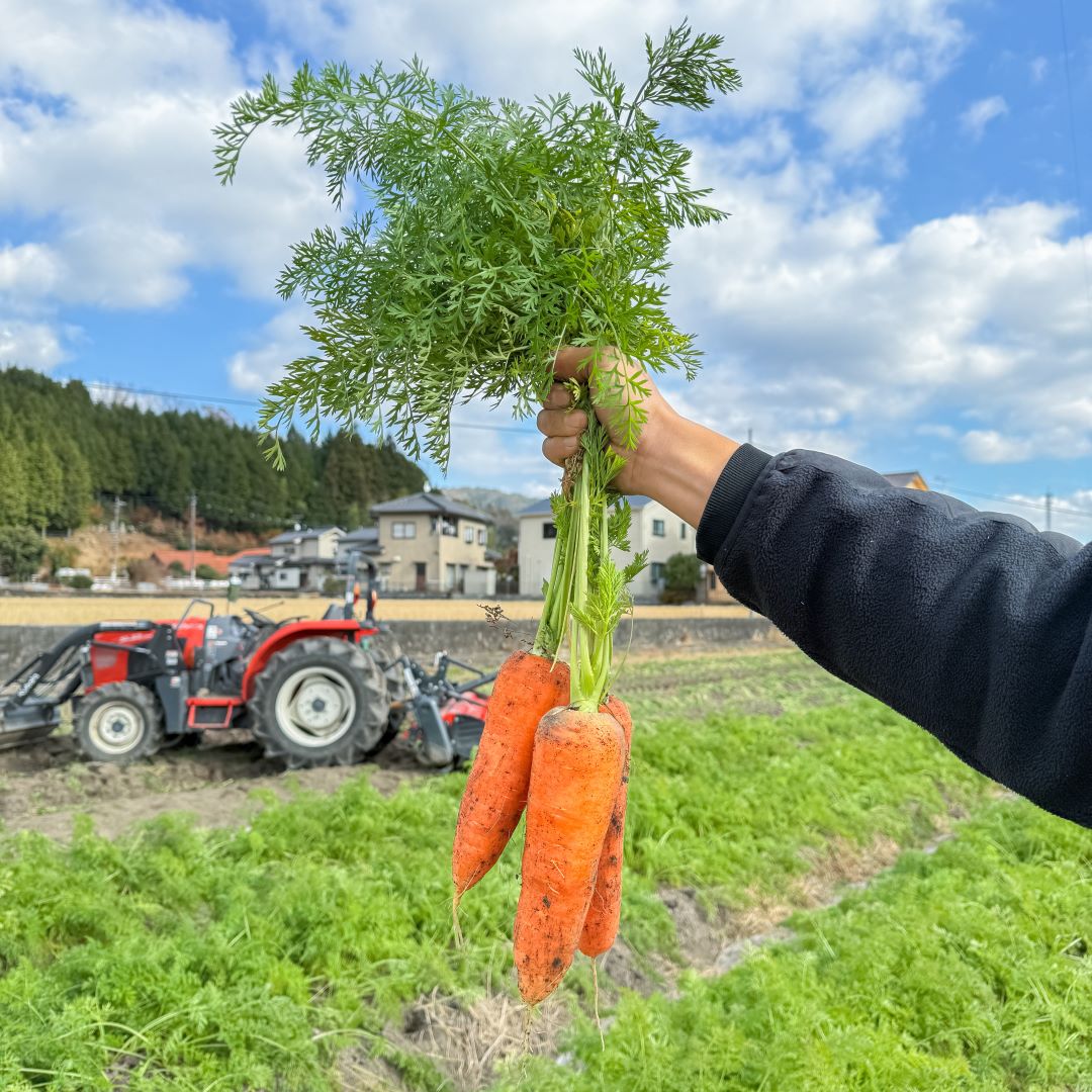 【アルパーク】3-Rにんじん収穫体験｜シャキシャキ畑でにんじんを収穫してみんなで食べよう！｜イベントレポート