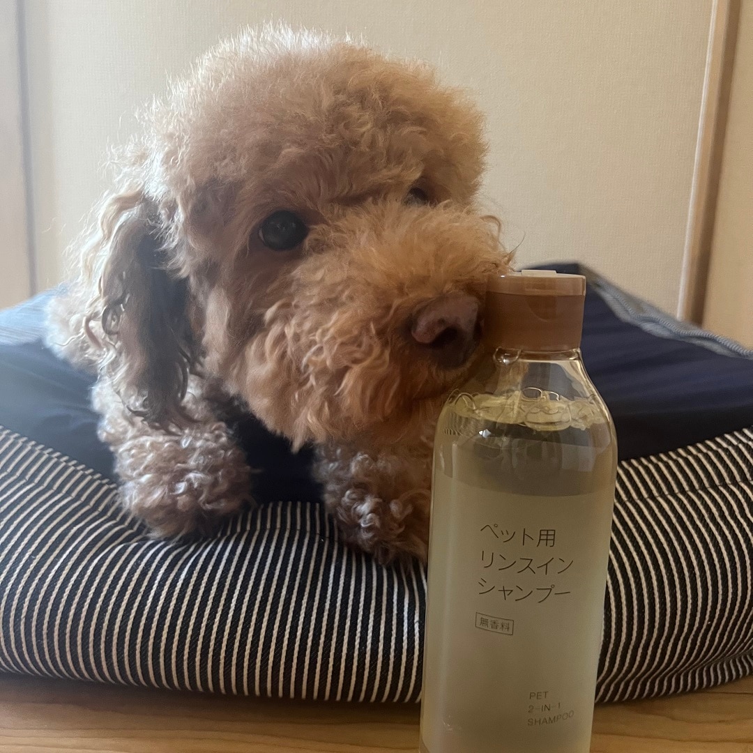 シャンプーと犬