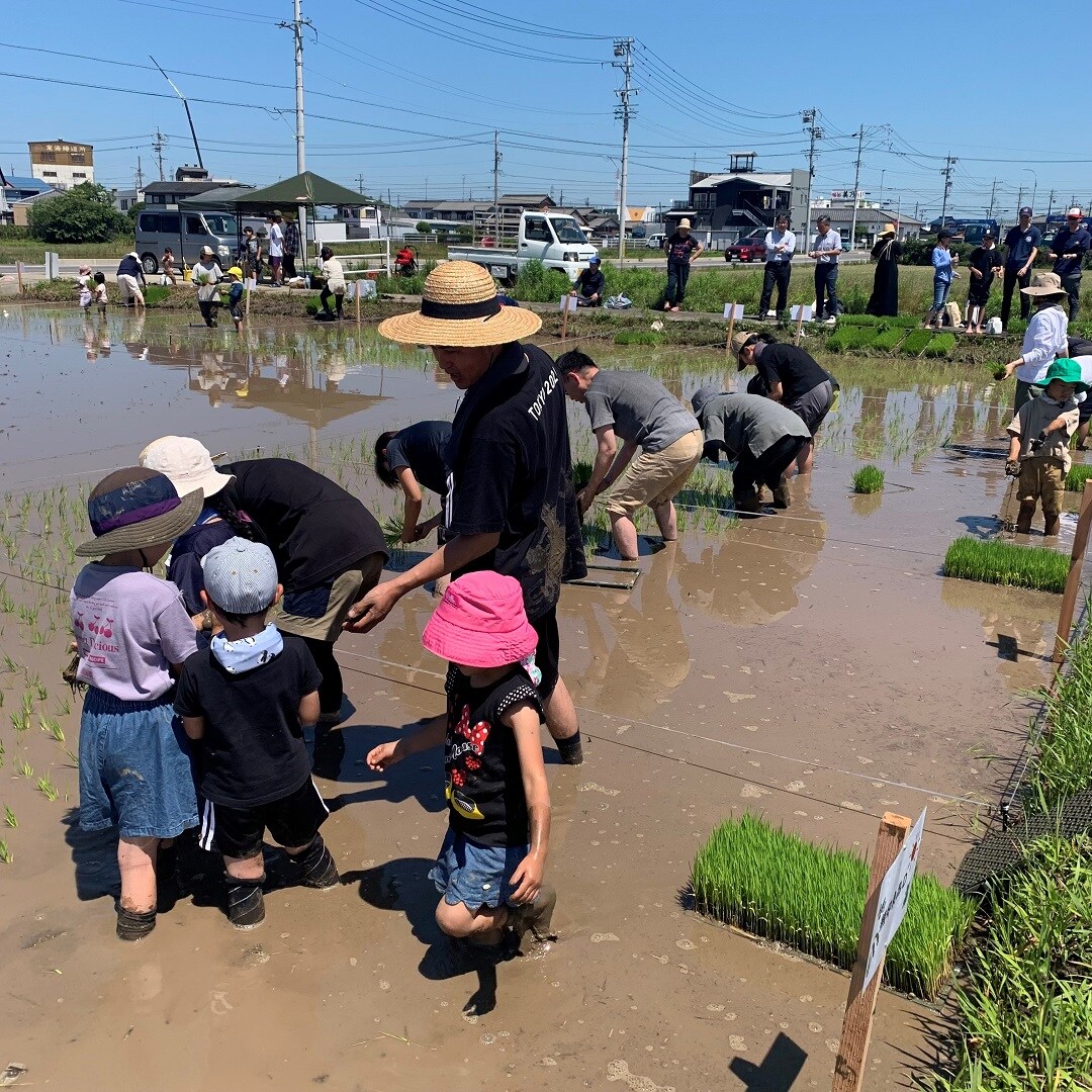 田植えの様子