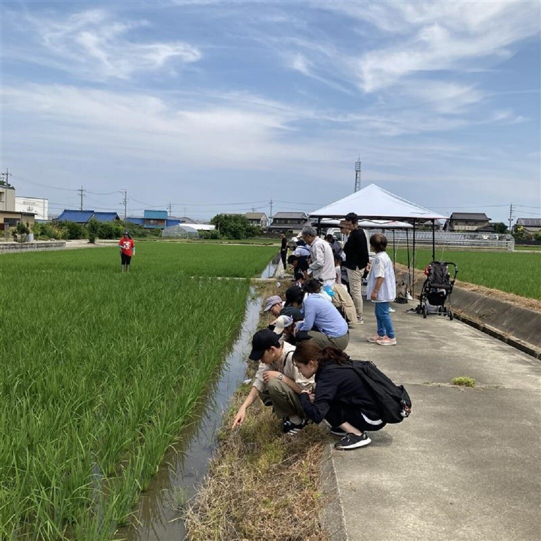 田んぼ7月トップ