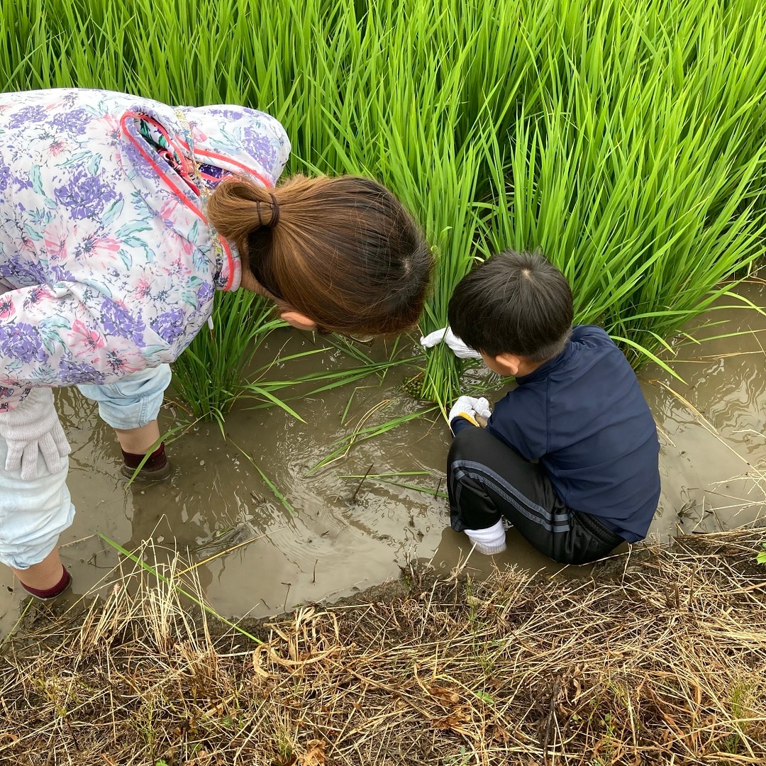 田んぼ8月