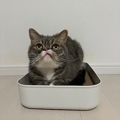 【NPひたちなか】猫のアイテムが増えました！