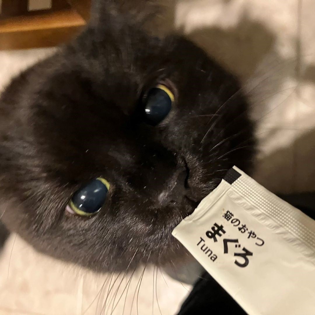 猫のおやつ
