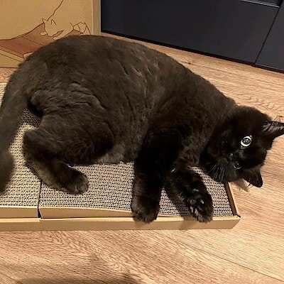 【イオンモール四日市北】愛猫が新商品の爪とぎをつかってみた